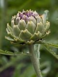 artichoke